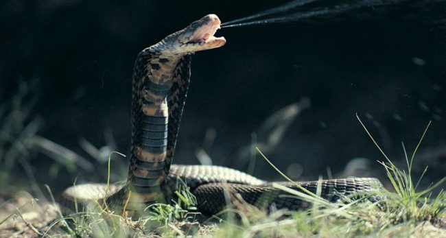 सुप बनाउन कोब्रा काटेका थिए, २० मिनेटपछि काटिएको टाउकोले टोक्दा सेफको मृत्यु