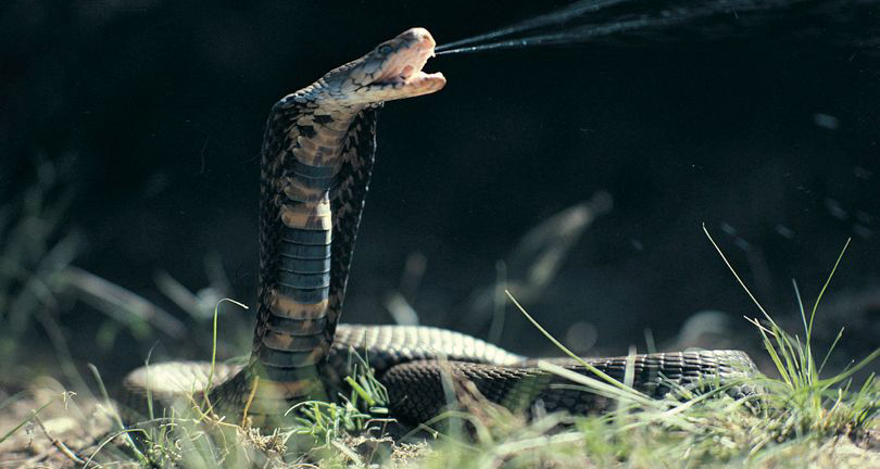 सुप बनाउन कोब्रा काटेका थिए, २० मिनेटपछि काटिएको टाउकोले टोक्दा सेफको मृत्यु