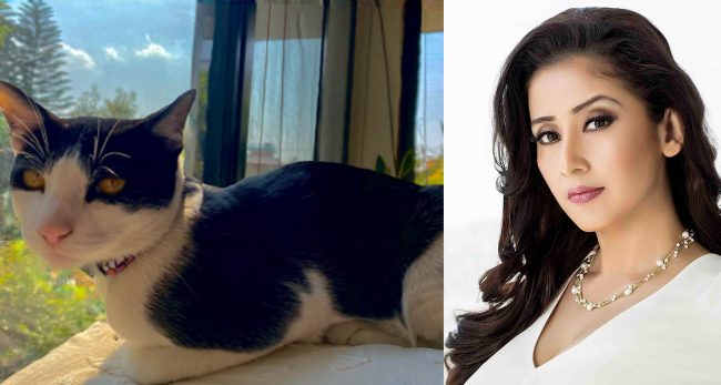 मनिषा कोइरालाको बिरालो हरायो, फेला पार्नेलाई खबर गरिदिन आग्रह