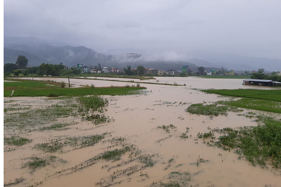 वर्षाले रुपन्देहीका विभिन्न क्षेत्र डुबानमा, देवदहमा पुल भासियो,  नेपालगञ्ज जलमग्न