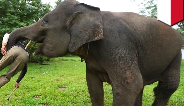 शौच गर्न गएका रामेखङ खत्वेको हात्तीको आक्रमणबाट मृत्यु