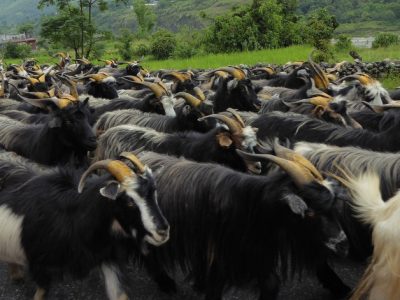 दसैँका च्याङ्ग्राको मूल्य महँगो, रोज्जाकै ५० हजार