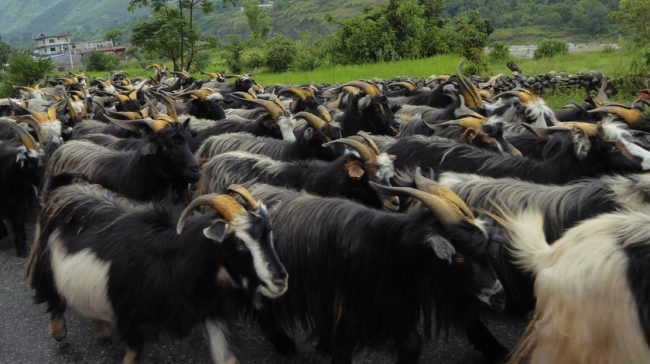तिहारलाई भित्रिए मुस्ताङका च्याङ्ग्रा