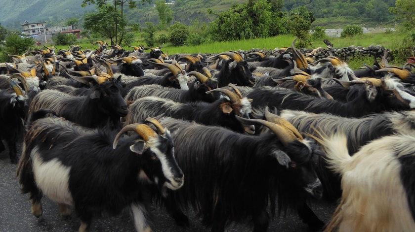 दसैँ नजिकिँदै, भेडा च्याङ्ग्राको मूल्य बढ्दै