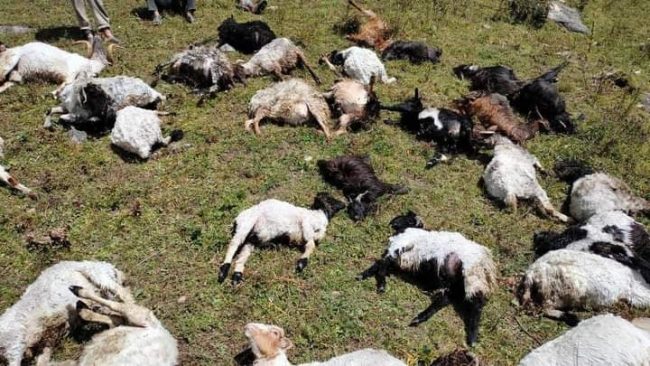 जुम्लामा किसानमाथि बज्रपात, चट्याङले छ लाख रुपैयाँका भेडा मरे