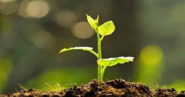 कागेश्वरी धाममा एक हजार ५०० वृक्षरोपण