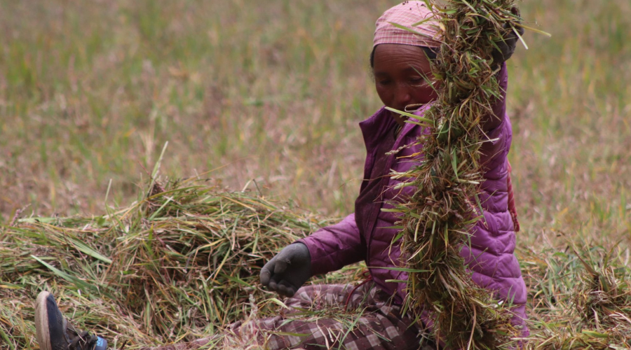 यस्तो गाउँ, जहाँ घाँस काट्न पनि साइत हेरिन्छ
