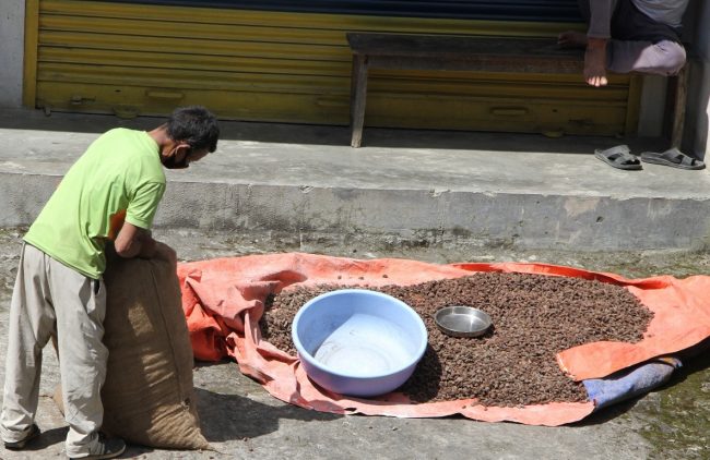 अलैँचीकाे मूल्य बढेसँगै कृषक उत्साहित