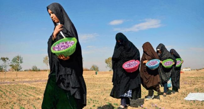 तालिबानलाई च्यालेन्ज गर्ने ‘लेडी बोस’ को हुन् ?