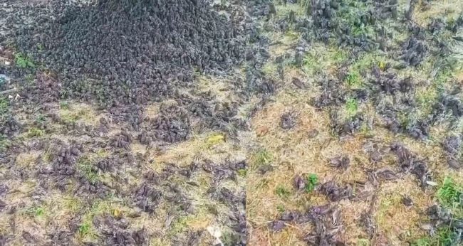 उडिरहेका भँगेराहरु आकाशबाट रहस्यमय तरिकाले खसेर मरेका भँगेराको थुप्रो लाग्यो