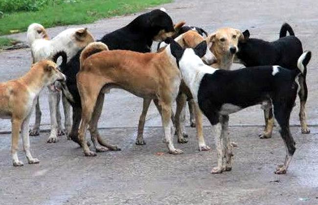 दक्षिण कोरियामा मासुका लागि प्रत्येक वर्ष काटिन्छन् १० लाख कुकुर