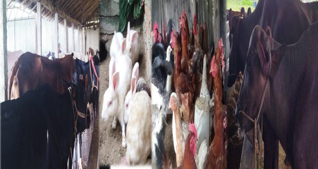 बैदेशिक रोजगारीबाट फर्किएकाहरु गाउँमै व्यवसायी बन्दै