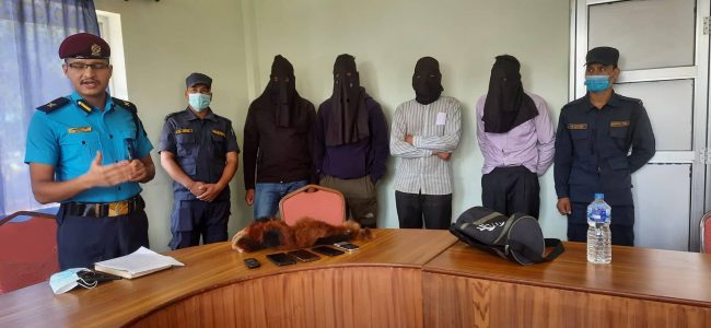 रेडपाण्डाको छालासहित चार पक्राउ