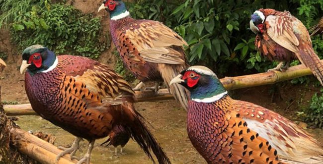 बैंकको जागिर छाडेर व्यावसायिक कालिजपालन