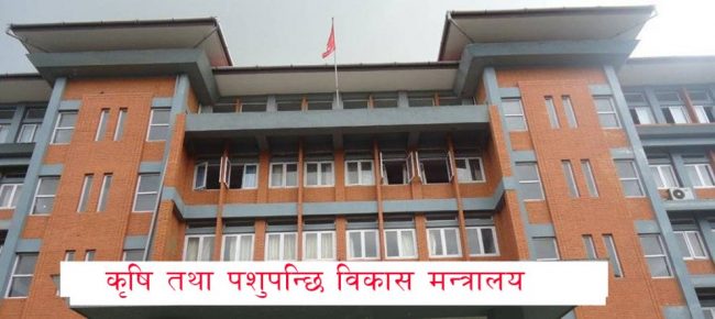 सरकारले तोक्यो धानको न्यूनतम मूल्य