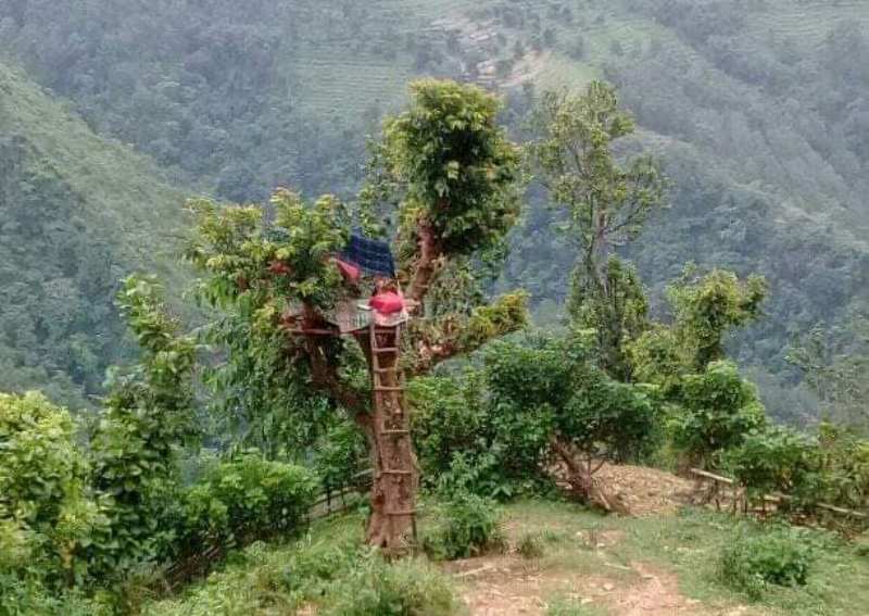 दुर्गममा जुक्ति : रुखमै डेरा बनाएर अनलाइन कक्षा