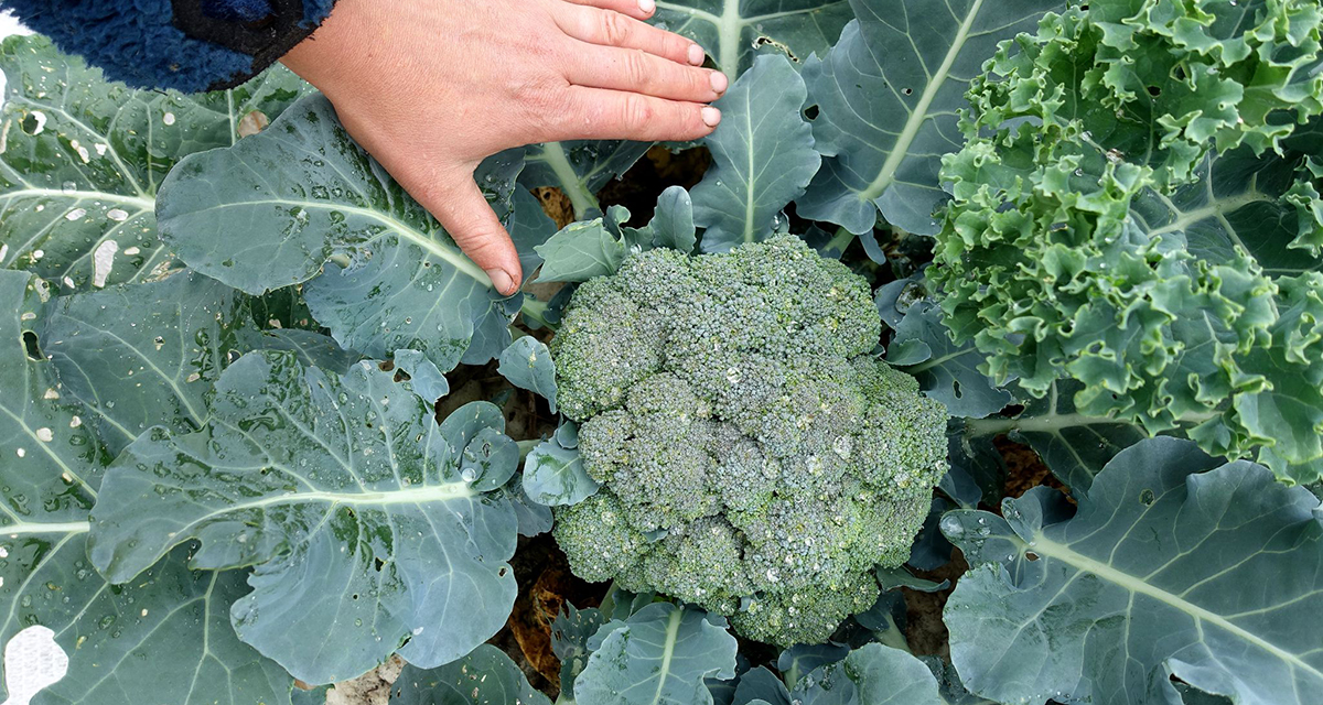 खेतमा ब्रोकाउली टिपेको तलब १ करोड रुपैयाँ, दिनको ८ घण्टा काम, हप्तामा २ दिन विदा