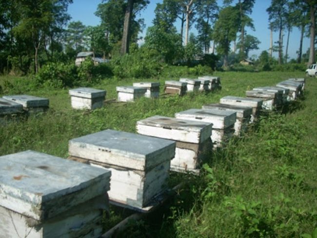 ‘तोरी खायो मौरीले’ गीतको शब्दप्रति मौरीपालक संघको आपत्ति