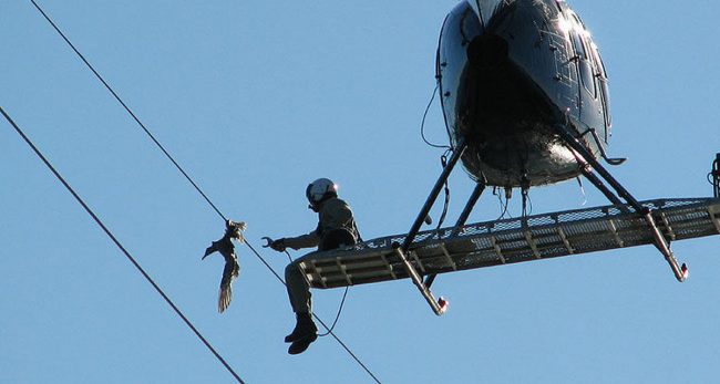 बिजुलीको तारमा अल्झिएको चराको हेलिकप्टरबाट उद्धार ! (भिडियो)