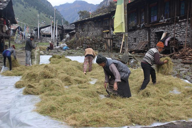 हिमाली क्षेत्रका किसानलाई याक र चौँरीको खुराक जोहो गर्न चटारो