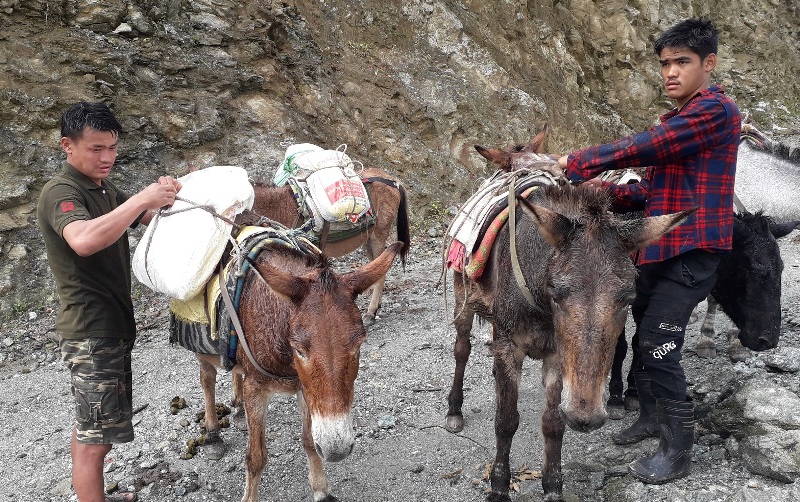 हिमाली क्षेत्रको भरपर्दो यातायात खच्चर र चौँरी याक बन्दै