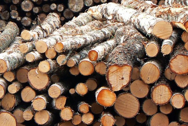 खोलामा बगाएर काठ तस्करी, तर पक्राउ पर्दैनन् तस्कर