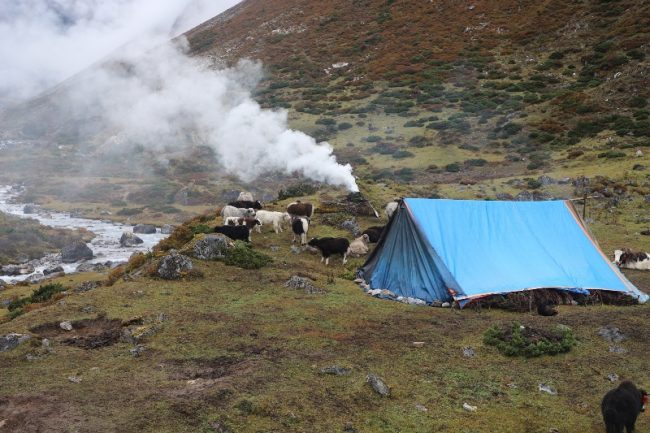 लेकाली समुदायलाई छुँदैन दसैँ तिहारले, चौँरी हेर्दैमा बित्छ समय