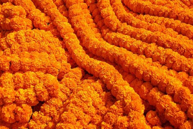 ५० हजारभन्दा बढी फूलको माला तिहारलाई आयात हुँदै