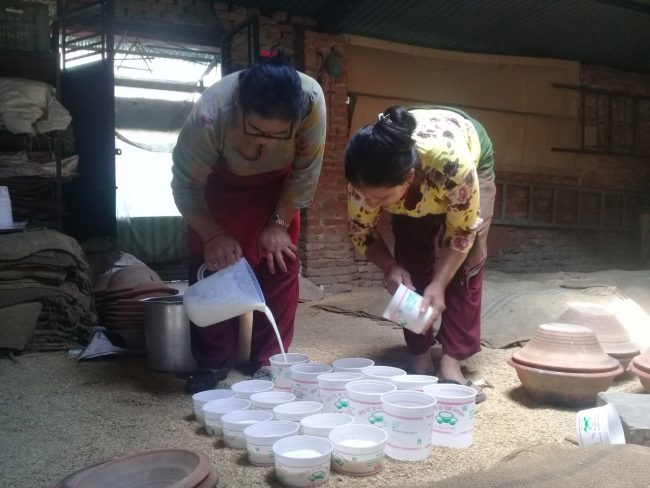 गुणस्तरीय दुध नहुँदा जुजु धौँ बनाउन समस्या, दसैँमा माग भने दोब्बर