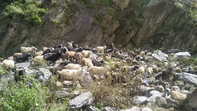 चीनबाट एक सय ७० वटा भेडा च्यांग्रा भित्रिए, मासुकाे मूल्य महंगिने