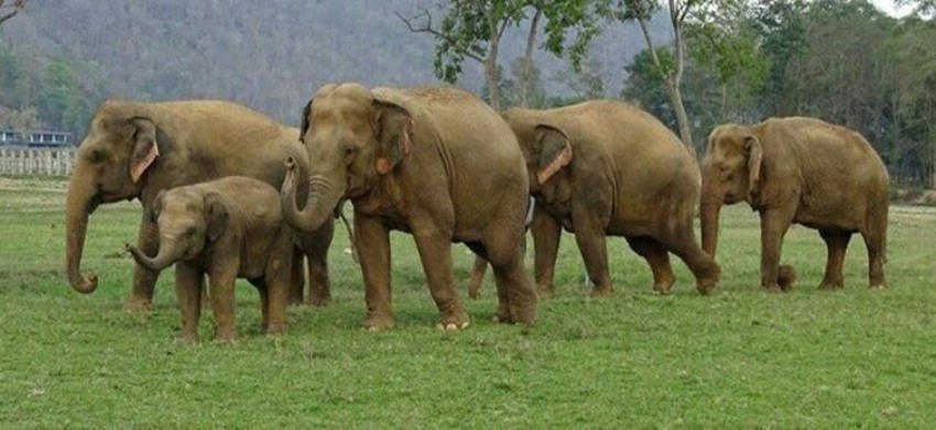 भारतबाट आउने जङ्गली हात्तीका कारण धान सखाप