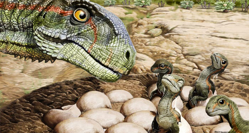 डायनोसोरका १०० भन्दा धेरै अण्डा भेटिए, केही अण्डाभित्र भ्रुणसमेत भेटियो