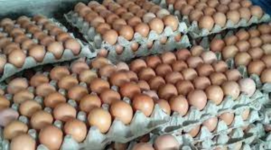 अण्डाको उत्पादन घट्यो, मूल्य बढ्यो