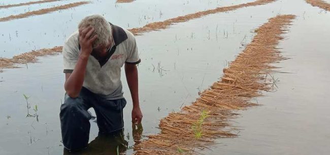 कोसीमा पानीको बहाव बढ्दैः राजविराज जलमग्न