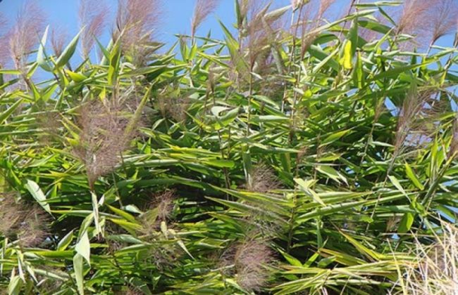 अम्रिसोको मूल्य घटेपछि इलामका किसान समस्यामा