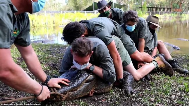 चिडियाखानामा राखिएको गोही सम्भोगको चाहनाले पागल भएपछि…