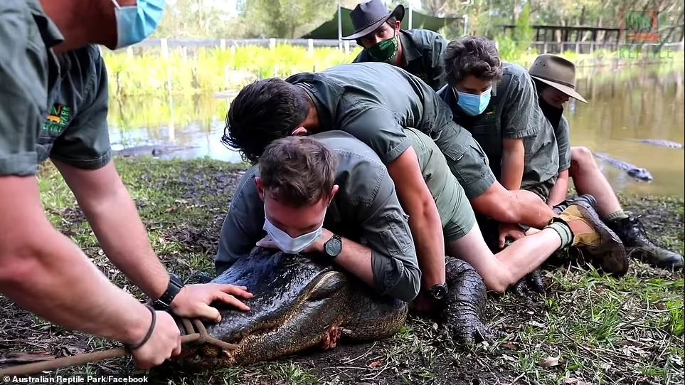 चिडियाखानामा राखिएको गोही सम्भोगको चाहनाले पागल भएपछि…