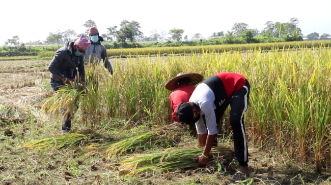 कैलालीका किसानलाई खेतमै दसैं