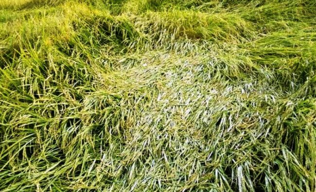 किसानलाई धान क्षतिको राहतदिने तयारी