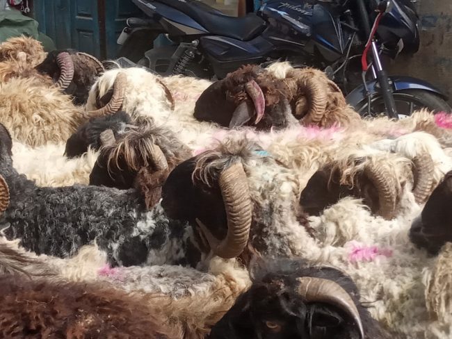 जुम्लामा एउटै भेडाको मुल्य ४५ हजार