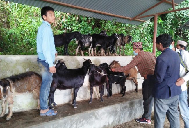 तिब्बतबाट आयात हुन छाडेपछि महङ्गियो खसीबोकाको दाम