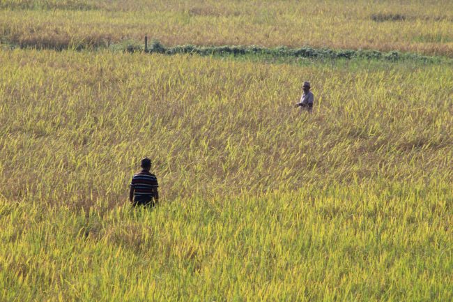 दोधारमा किसानः पाकेको धान काटौँ कि नकाटौँ