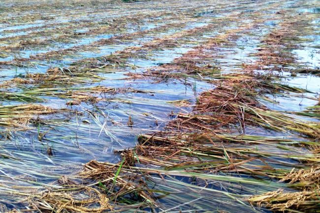 वर्षाका कारण भकारीमा जाने धान खेतमै कुहियाे  (फोटोफिचर)