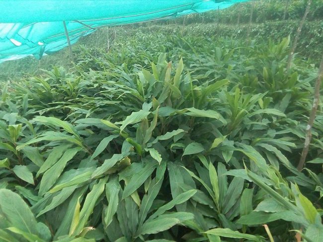 मूल्यवृद्धिले अलैँचीखेती गर्ने किसानलाई राहत