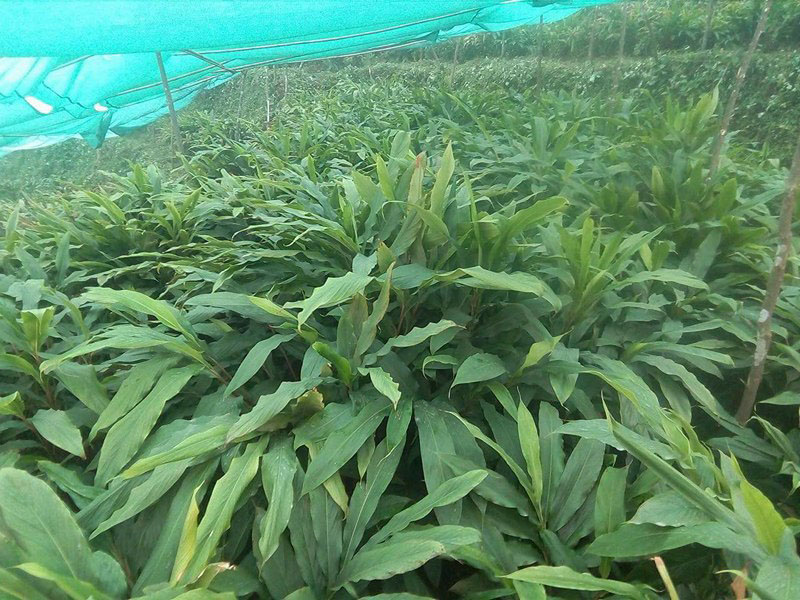 मूल्यवृद्धिले अलैँचीखेती गर्ने किसानलाई राहत