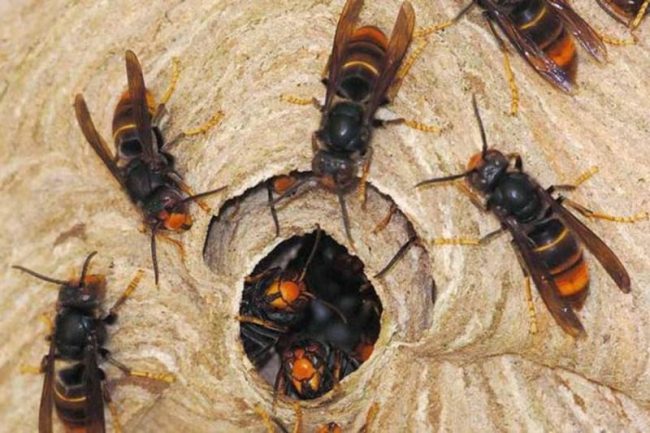 अरिङ्गालको टोकाइबाट ९ जना घाइते, ३ जनाको अवस्था गम्भीर