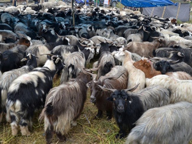 पोखरामा भेडाच्यांग्राका हुलः रोज्जालाई ५० हजार, छोड्डाको ३० हजार