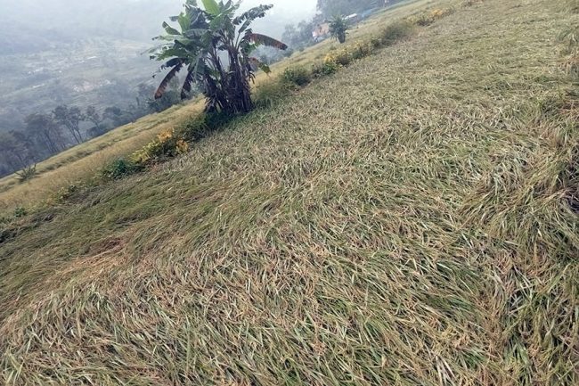 अविरल वर्षाका कारण गण्डकी प्रदेशमा तीन हजार मेट्रिक टन धान क्षति