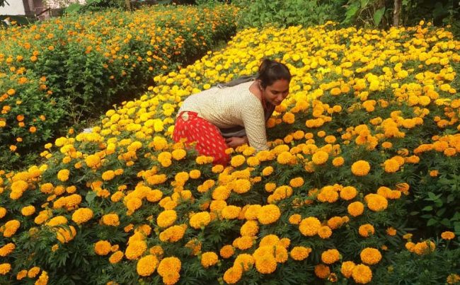 यो वर्ष फूल उत्पादनमा कमी