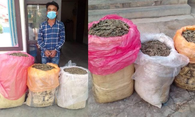 उदयपुरमा ५३ किलो गाँजासहित एक जना पक्राउ